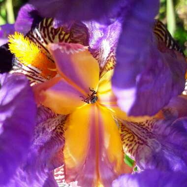 Iris x germanica