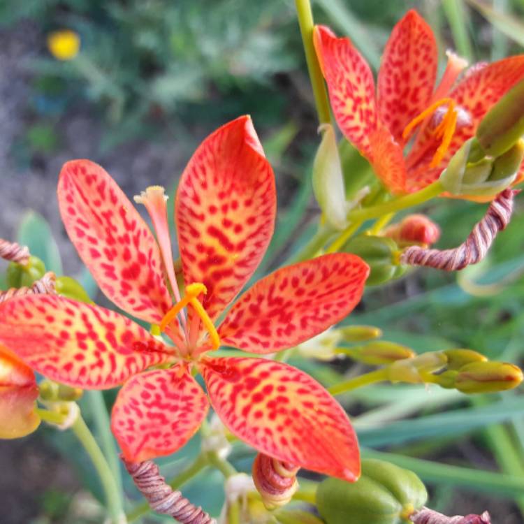 plant image 573751