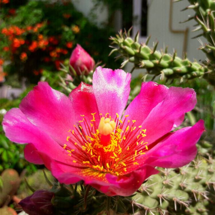 Plant image Cylindropuntia imbricata
