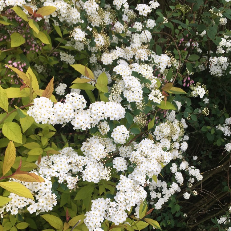 Plant image Spiraea thunbergii