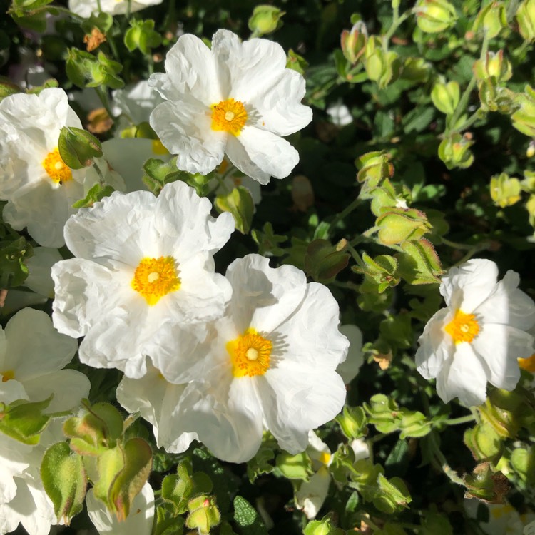 plant image 1068784