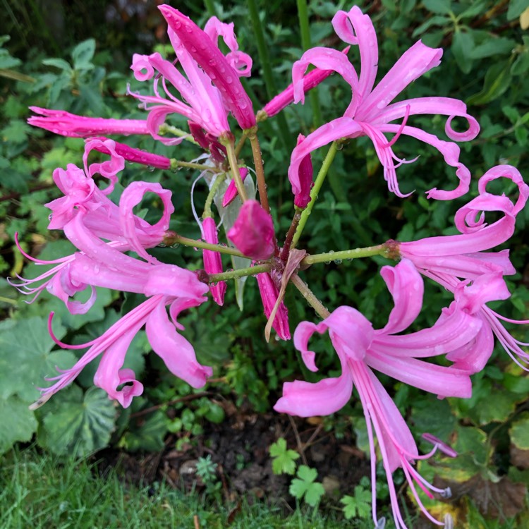 plant image 1192519