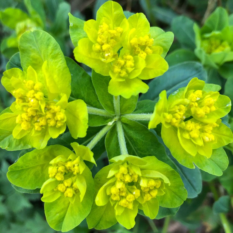 Plant image Euphorbia amygdaloides