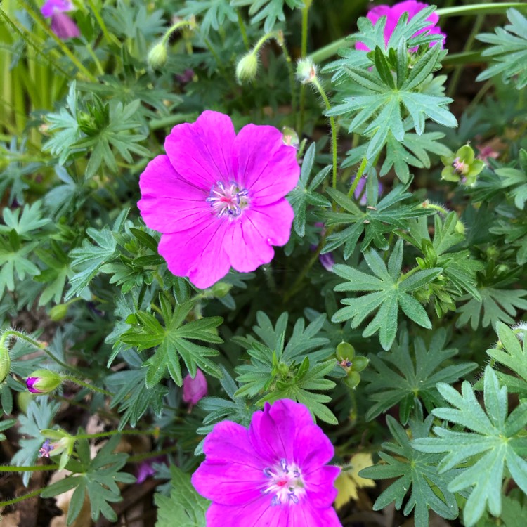Plant image Geranium sanguineum 'Max Frei'