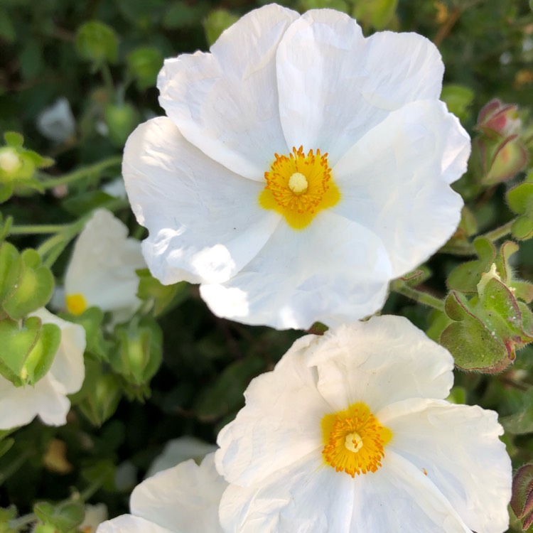 Plant image Cistus Obtusifolia ‘Thrive'