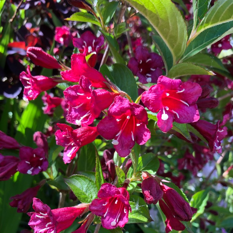 Plant image Weigela 'Eva Rathke'