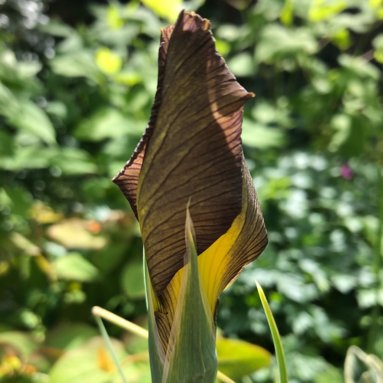 plant image 1306742