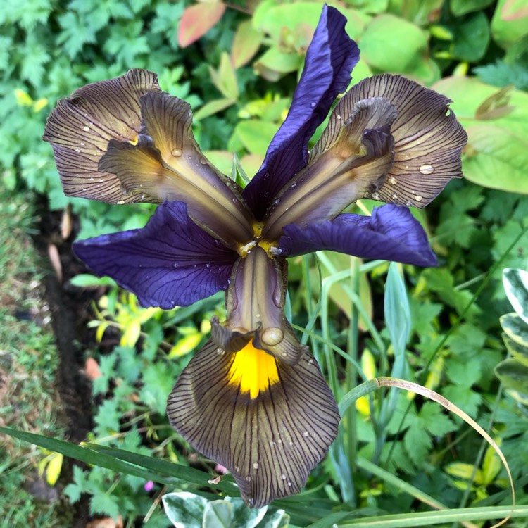 Plant image Iris x hollandica 'Black Beauty'
