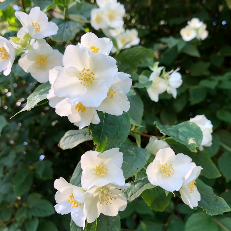 plant image 1309691