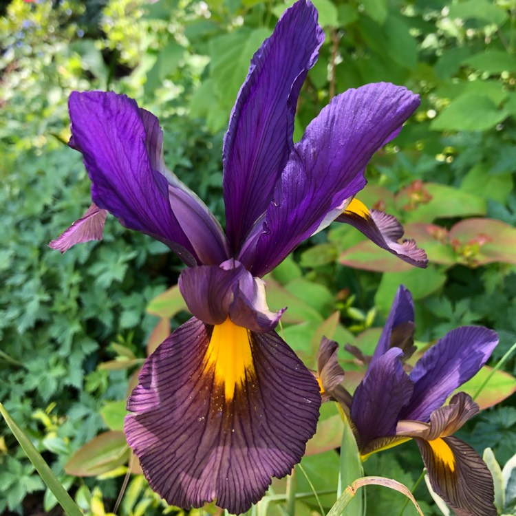 plant image 1311966