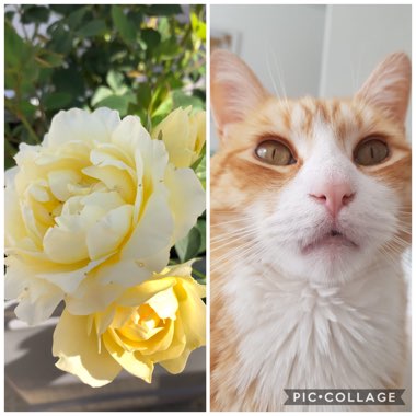 Rosa 'Sweet Memories'