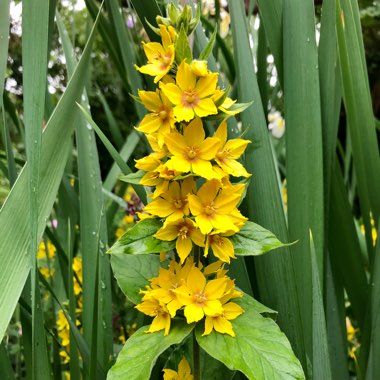 Lysimachia punctata