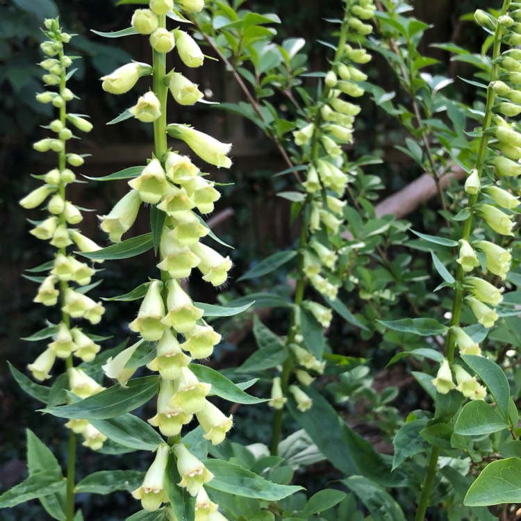plant image 1331387