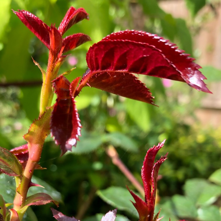 plant image 1347165 plant image 1347165