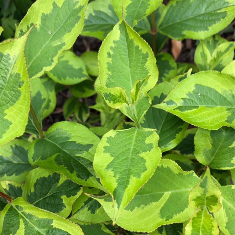plant image 1347390 plant image 1347390
