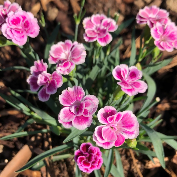 plant image 1367426