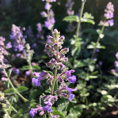 Nepeta 'Six Hills Giant'