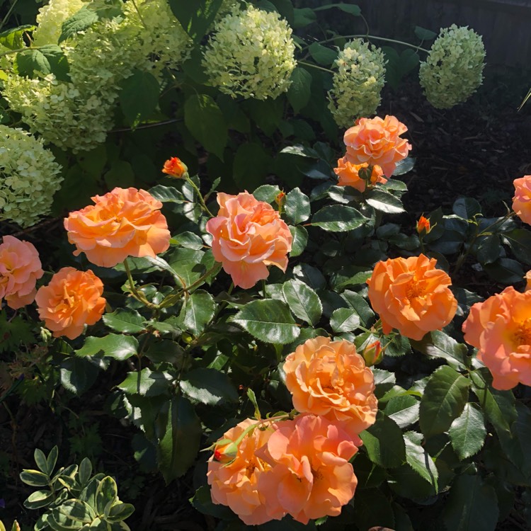 plant image 1373277 plant image 1373277