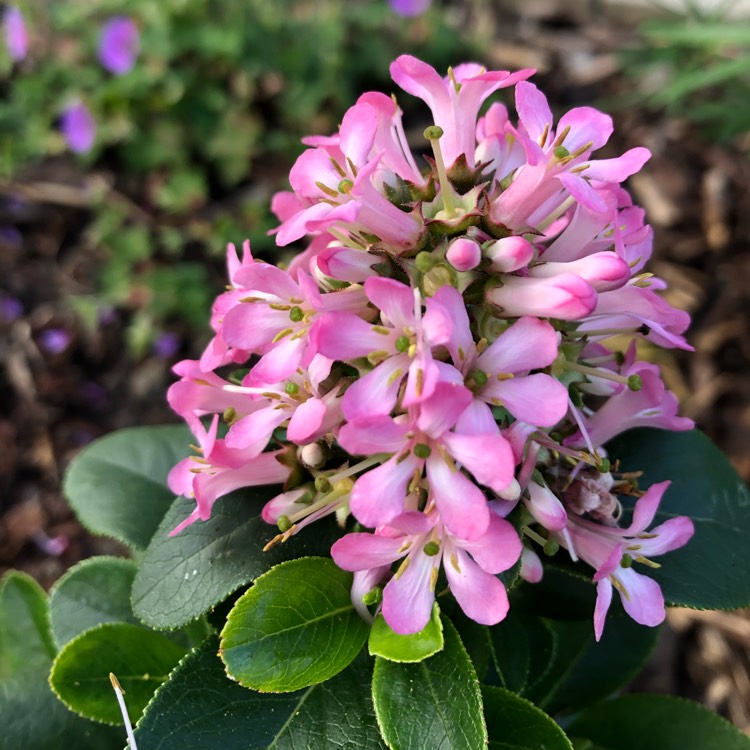 plant image 1393928