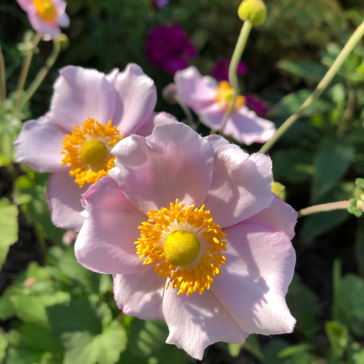 Plant image Anemone hupehensis var. japonica hybrida 'September Charm'