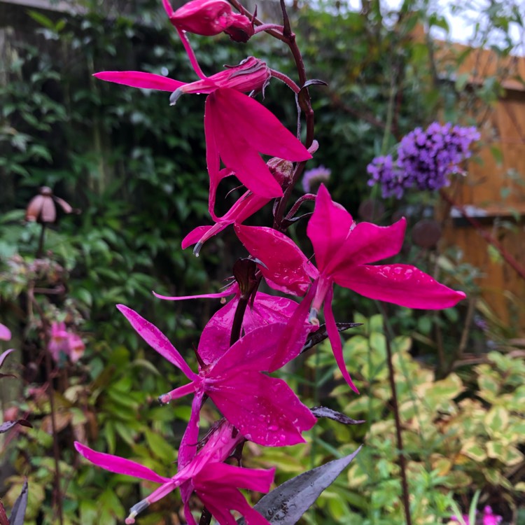Plant image Lobelia x speciosa 'Russian Princess'