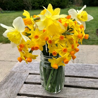 Narcissus