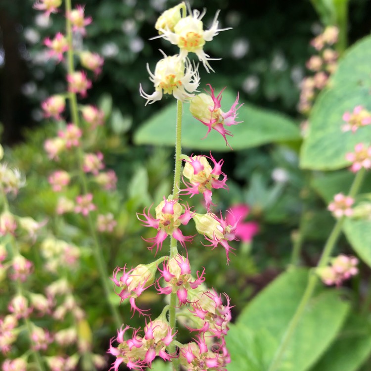 Plant image Tellima grandiflora