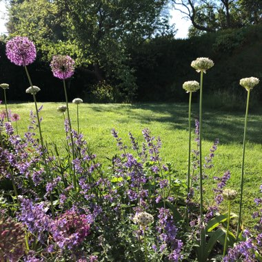 Nepeta 'Six Hills Giant'
