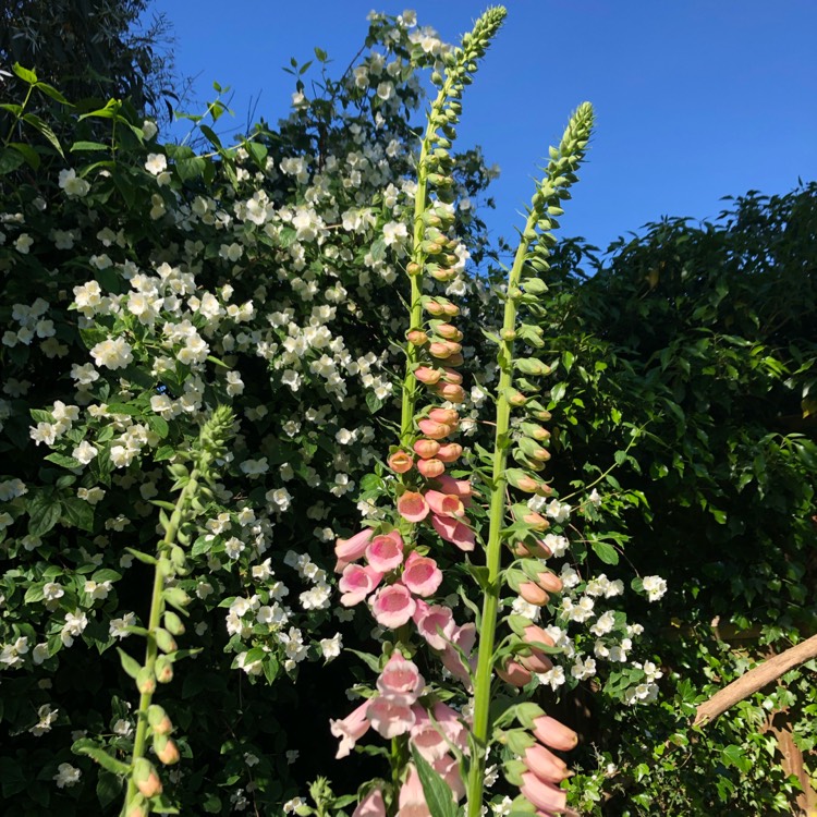 plant image 1492620 plant image 1492620