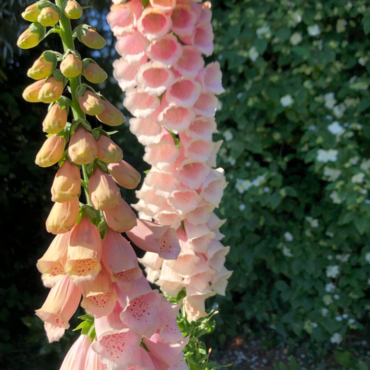 plant image 1496416 plant image 1496416
