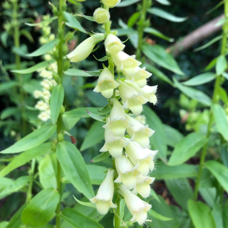 plant image 1507156