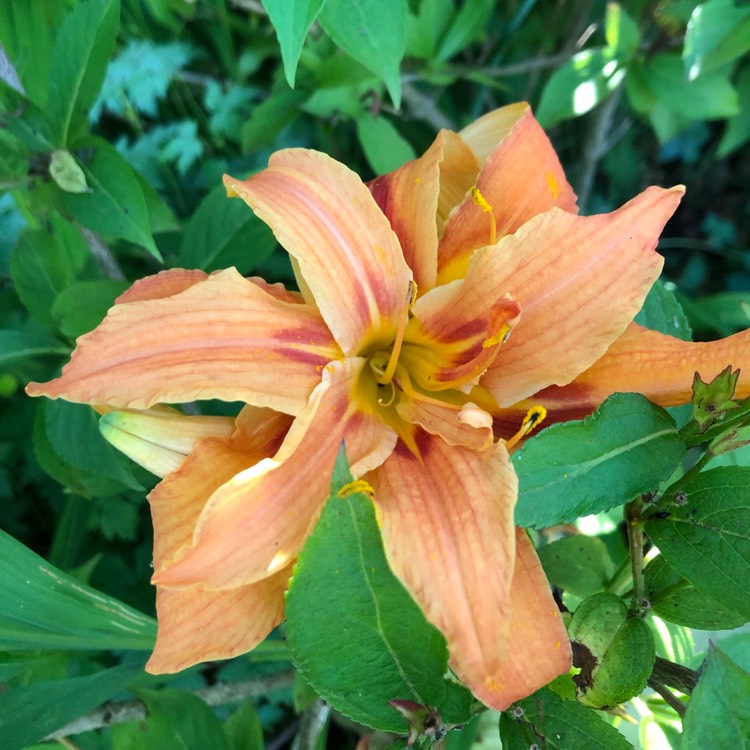 plant image 1514880