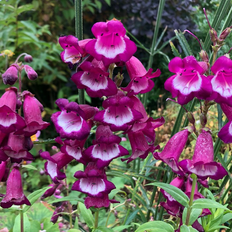 Plant image Penstemon 'Violet'