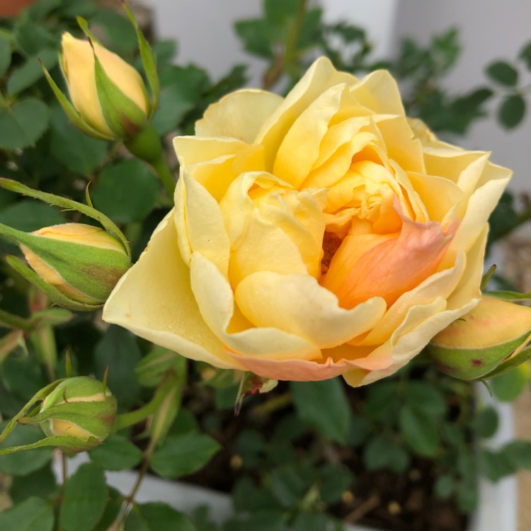 Plant image Rosa 'Sweet Memories'