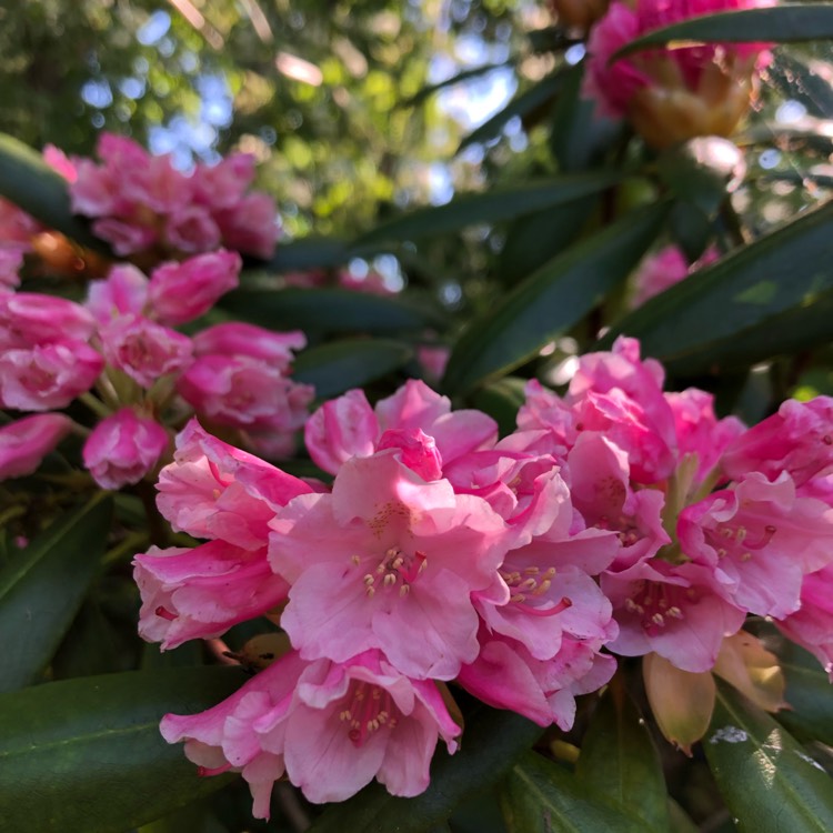 plant image 1590070
