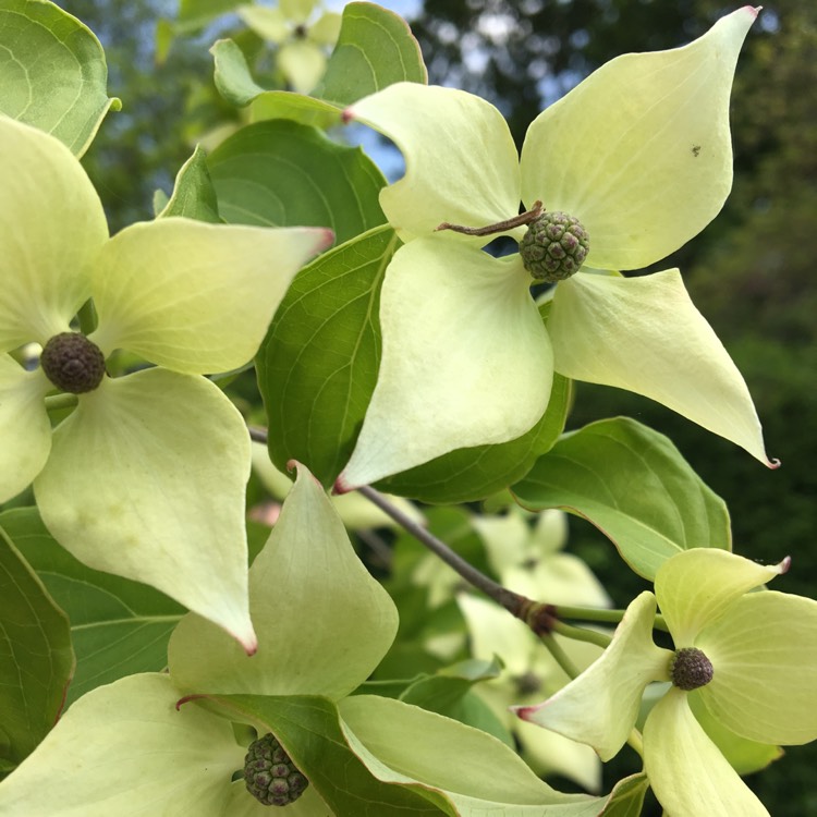 plant image 415376