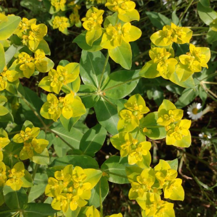 Plant image Euphorbia cyparissias 'Fen's Ruby'