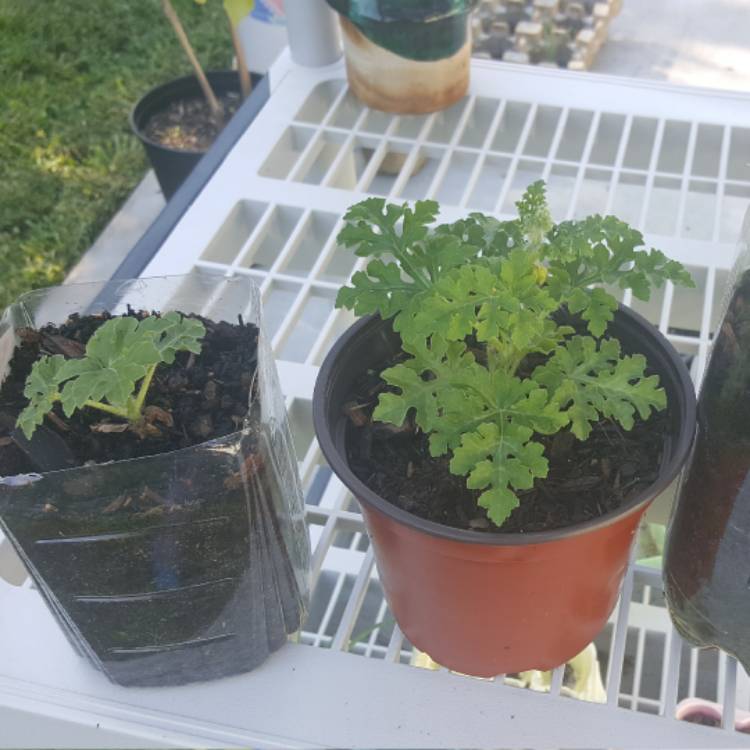 plant image 377797