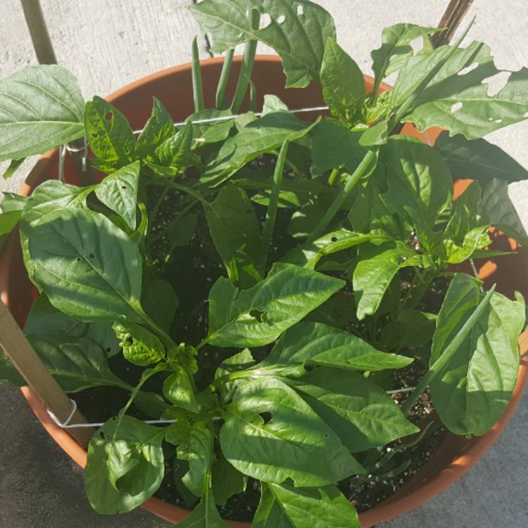 plant image 377829