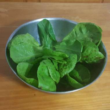 Lactuca sativa