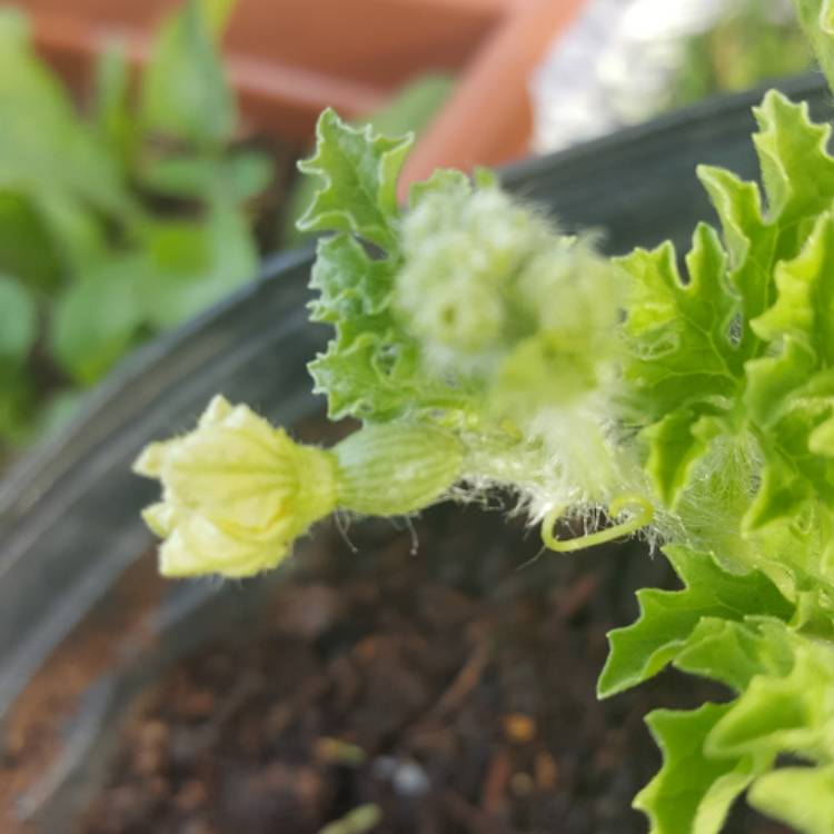 plant image 398302