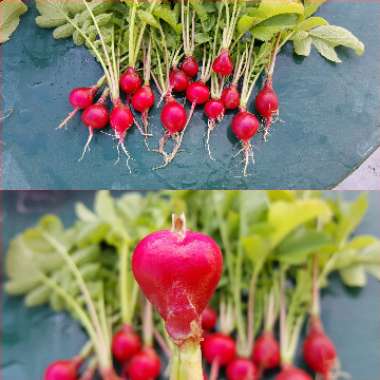 Radish 'Scarlet Globe'