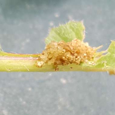 Radish 'Scarlet Globe'