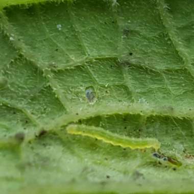 Zucchini 'Aristocrat'