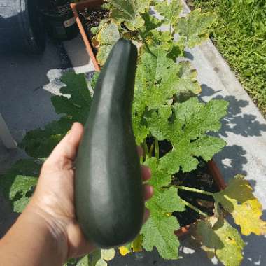 Zucchini 'Aristocrat'