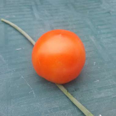 Tomato