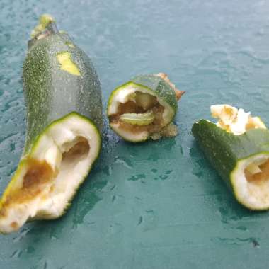 Zucchini 'Aristocrat'