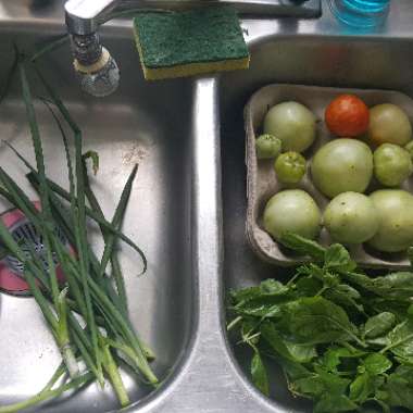 Maria's garden