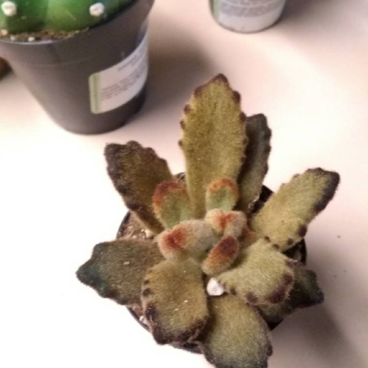 Plant image Kalanchoe tomentosa 'Teddy Bear'