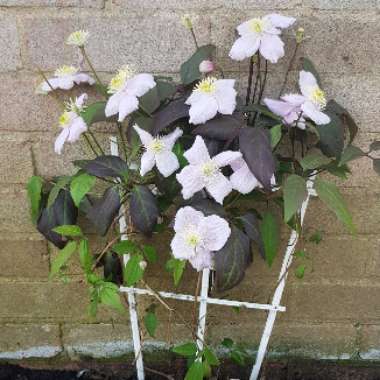 Clematis montana 'Mayleen'